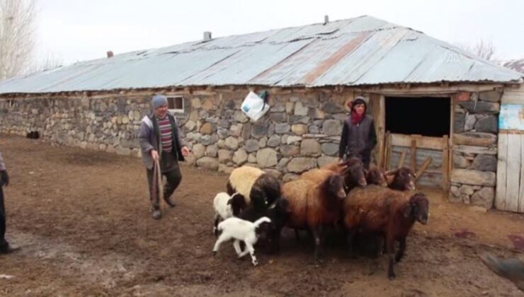 95 Kuzunun Yanlış Ilaç Nedeniyle Telef Olduğu Iddiası