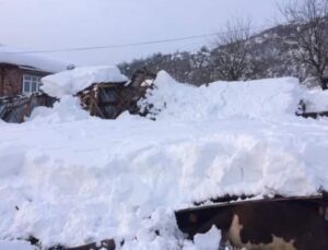 Ahır Çöktü, 7 Hayvan Telef Oldu