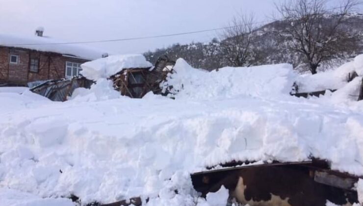 Ahır Çöktü, 7 Hayvan Telef Oldu