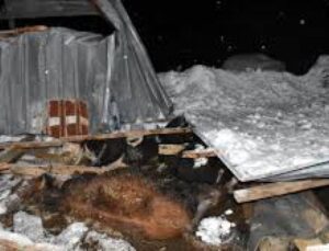 Bursa’da Kardan Damları Çöken Iki Ahırdaki 9 Büyükbaş Hayvan Telef Oldu