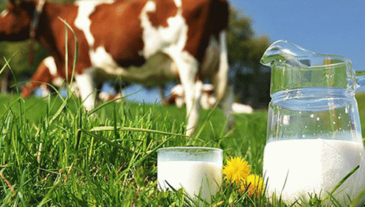Çiğ Süt Prim Destekleri Yarın Itibariyle Üreticilerin Hesaplarında