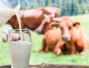 İnek Sütü Miktarı Yüzde 1,2 Arttı