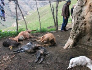 Şırnak’ta Keçi Sürüsüne Kurt Saldırdı: 25 Hayvan Telef Oldu, 15’I Yaralandı