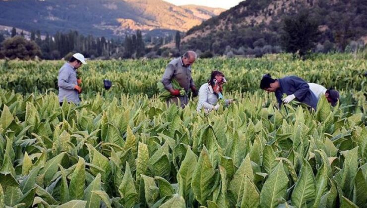 Tütün Kırsal Kalkınma Desteği Kapsamına Alındı