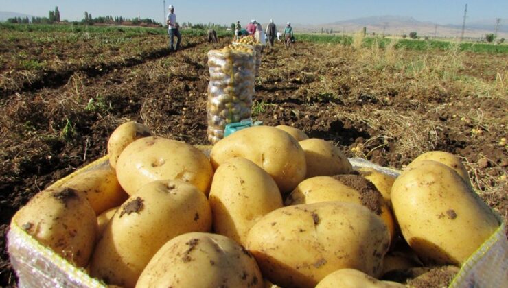 Belediyeler Üreticiden Patates Alacak