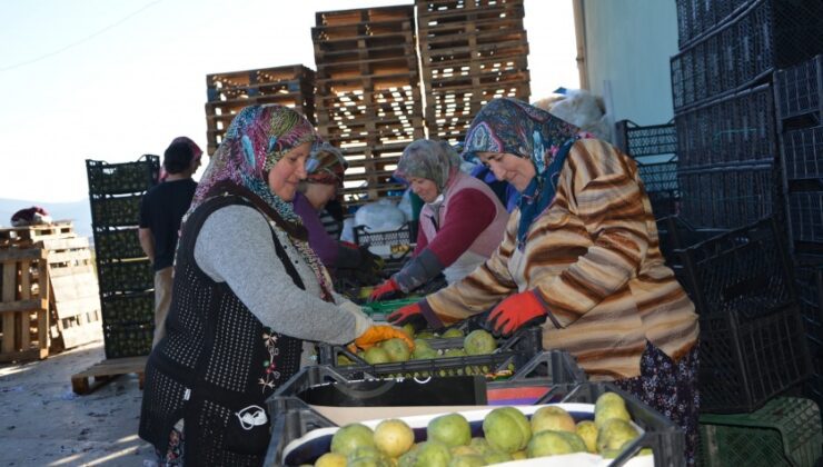 Karyağdı Armudu Depoda Kaldı