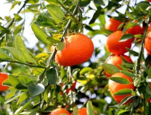 Narenciyede Bahçe Ile Market Fiyatlarında Uçurum Yaşanıyor