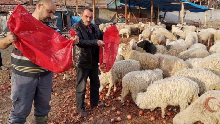 Soğan Satılamayınca Hayvanlara Yem Oldu