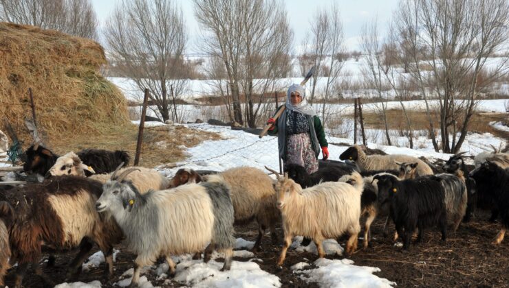 70 Yaşındaki Safiye Nine, 10 Kişinin Yapamadığı Işi Tek Başına Yapıyor