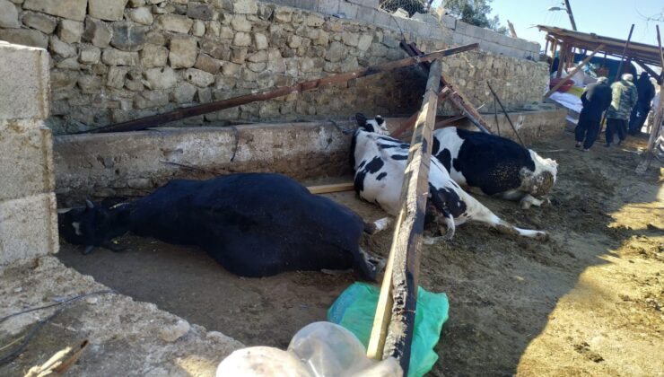 Fırtına Ahırı Yıktı, 3 Inek Telef Oldu