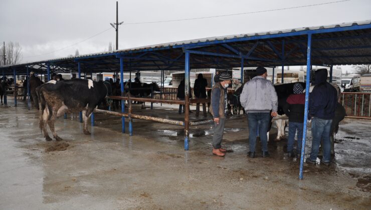 Canlı Hayvan Pazarı Tekrar Açıldı