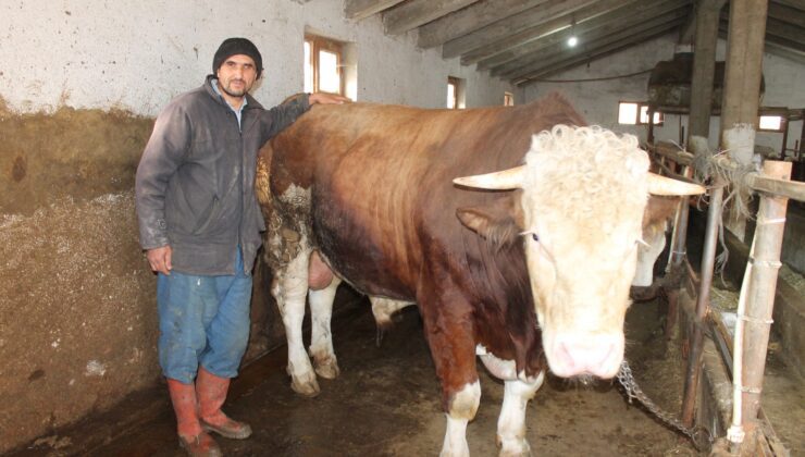 1.5 Ton Ağırlığındaki Boğa 30 Bin Tl’den Alıcı Bekliyor