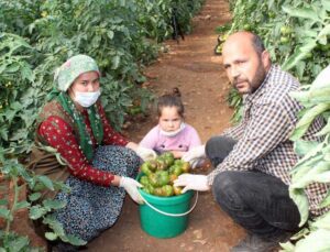 Atadan Kalma Tohumlarla Organik Domates Üretiyor