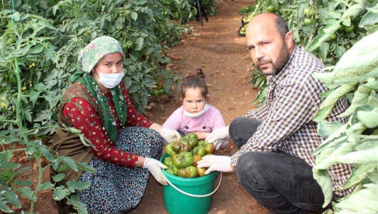 Atadan Kalma Tohumlarla Organik Domates Üretiyor