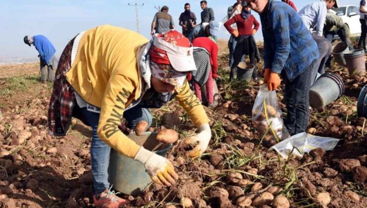 Hayvancılık Sektörü 2020 Yılında Bitlis’e 3 Milyar Tl Kazandırdı