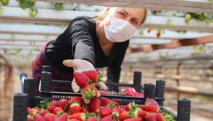 Yıl Boyunca Çilek Ihracatı Yapmak Mümkün