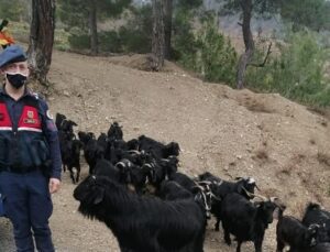 Fatma Teyzenin Keçileri Bulundu!