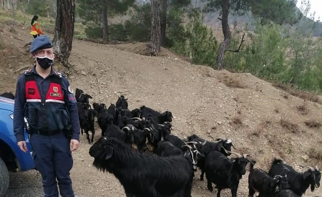 Fatma Teyzenin Keçileri Bulundu!