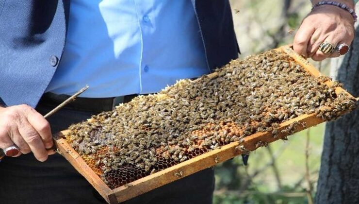 Arılar Çiçekle Buluştu, Yetiştiriciyi Ilaçlama Korkusu Sardı