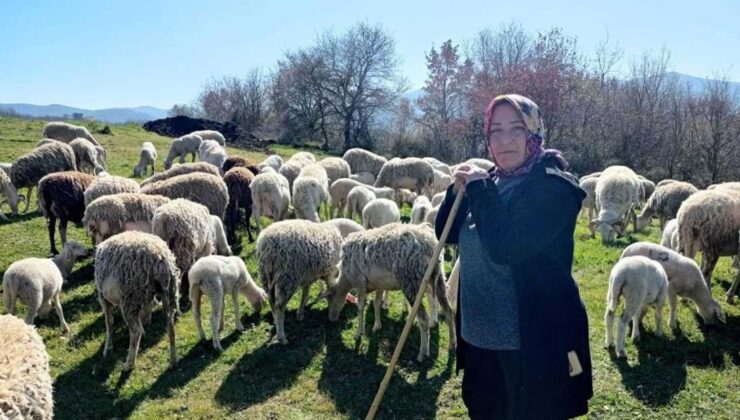 Kadın Çoban 170 Hayvanlık Sürüye Bakıyor