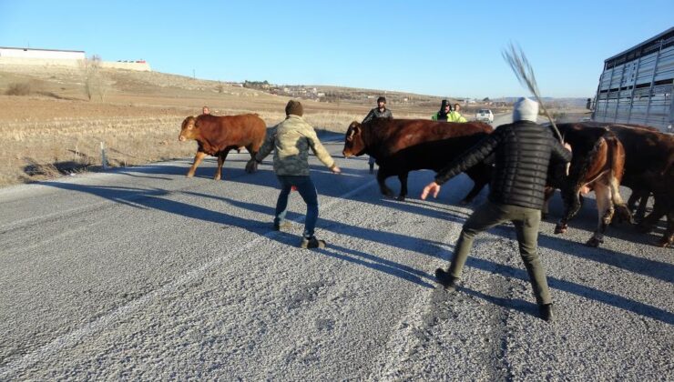 Tır Devrildi, Dorsede Bulunan Boğalar Yola Kaçtı