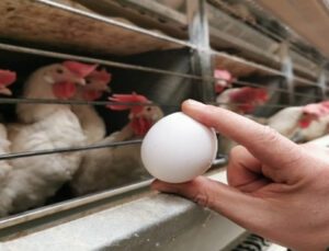 Yumurta Üreticisi Irak Pazarının Açılmasını Bekliyor