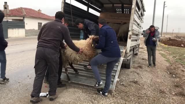 Zehirlendikleri Iddia Edilen 26 Küçükbaş Hayvan Telef Oldu