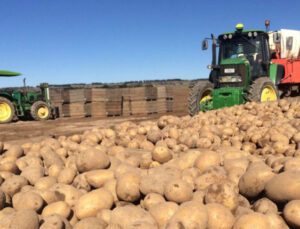 Maliyeti Bir Lira Olan Patates 25 Kuruşa Satılamıyor