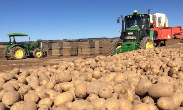 Maliyeti Bir Lira Olan Patates 25 Kuruşa Satılamıyor