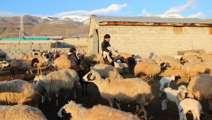 Aylık 5 Bin Lira Maaşla Çalıştıracak Çoban Bulamıyorlar