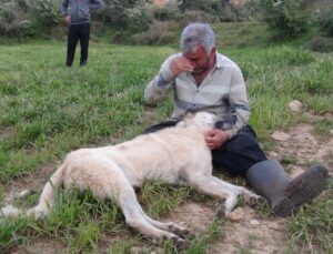 Öldürülen Çoban Köpeğinin Başında Gözyaşlarına Boğuldu