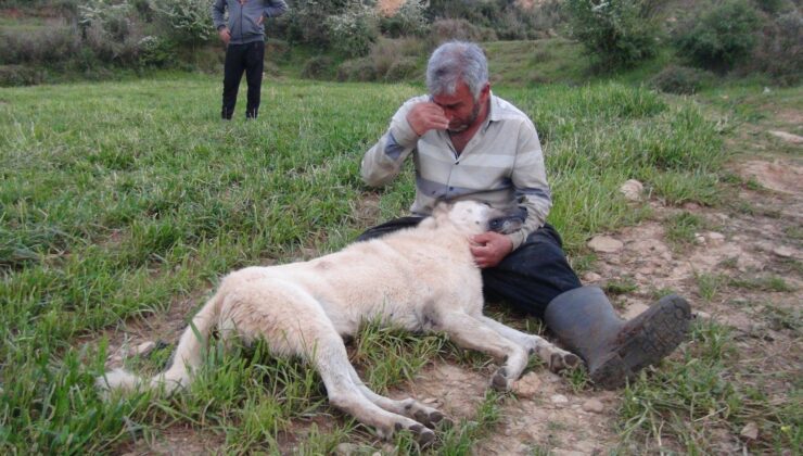 Öldürülen Çoban Köpeğinin Başında Gözyaşlarına Boğuldu