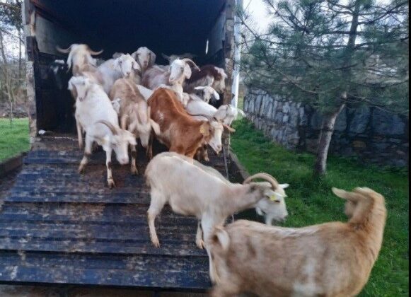 Sahte Çekle Hayvan Dolandırıcılığı Yapanlar Suçüstü Yakalandı