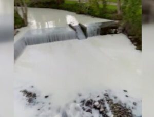 Galler’de Süt Tankeri Nehre Devrildi, Nehirden Su Yerine Süt Aktı