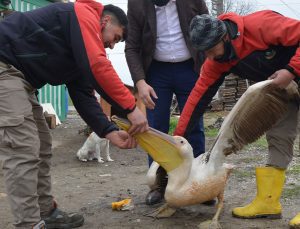 Tarlada Çalışırken Duyduğu Sesten Sonra Gördüğüne Inanamadı