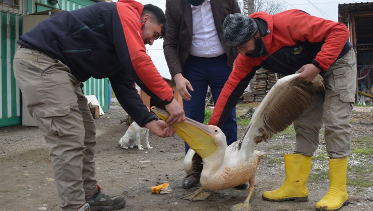 Tarlada Çalışırken Duyduğu Sesten Sonra Gördüğüne Inanamadı