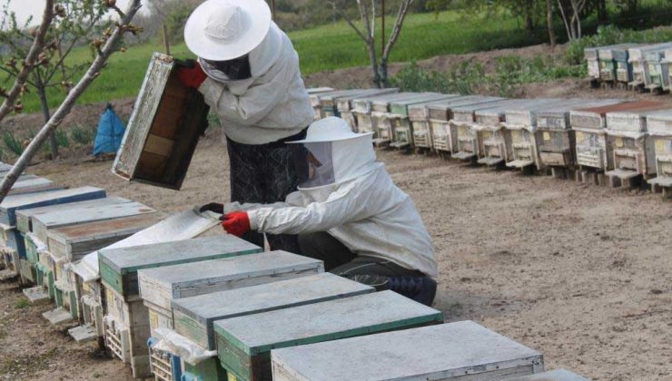 Arılar Zehirli Kimyasal Atık Su Yüzünden Telef Oldu