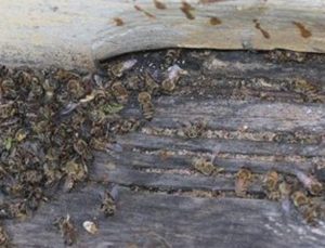 Bilinçsiz Zirai Ilaçlama Toplu Arı Ölümlerine Neden Oluyor