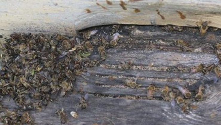 Bilinçsiz Zirai Ilaçlama Toplu Arı Ölümlerine Neden Oluyor