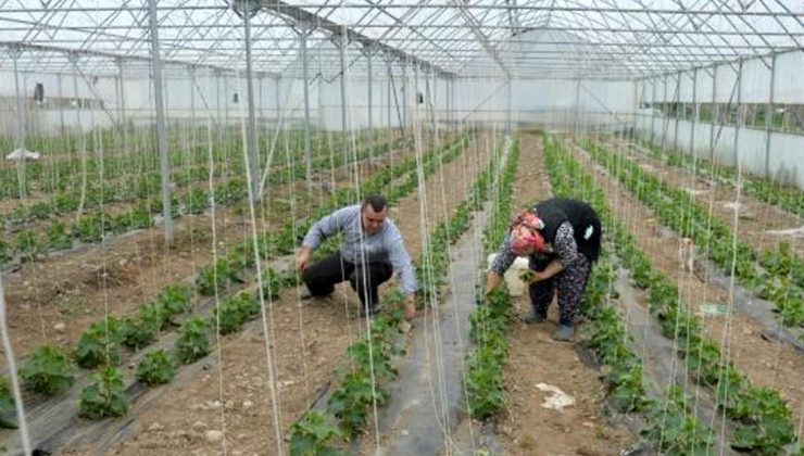 Öğretmenliği Bıraktı, Çiftlik Kurdu