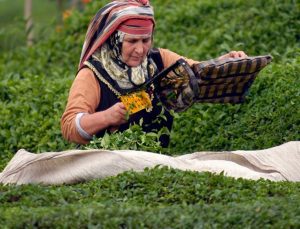 Çay Toplama Ücreti Belli Oldu