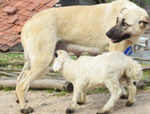 Çoban Köpeği, Kuzuya Süt Annelik Yapıyor