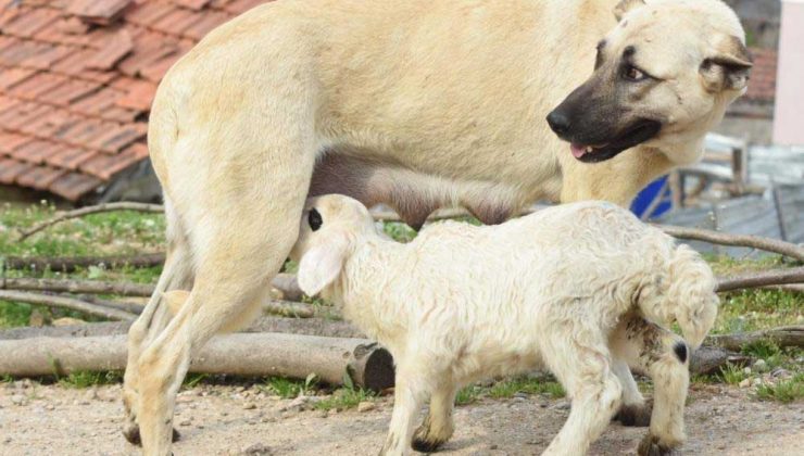 Çoban Köpeği, Kuzuya Süt Annelik Yapıyor