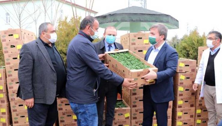 Anadolu’nun Çukurovası’nda Fideler Toprakla Buluştu