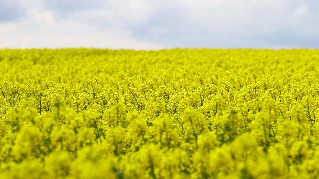 Kanola Ile Yağ Ithalatı Azaltılabilir