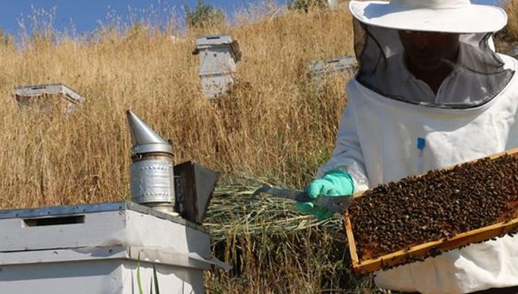 Doğuya Giden Arıcılar Kuraklıktan Olumsuz Etkilendi