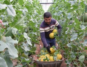 Turfanda Kavunun Fiyatı Dudak Uçuklatıyor