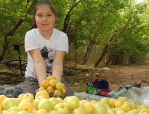 Sezonun Ilk Kayısı Hasadı Yapıldı