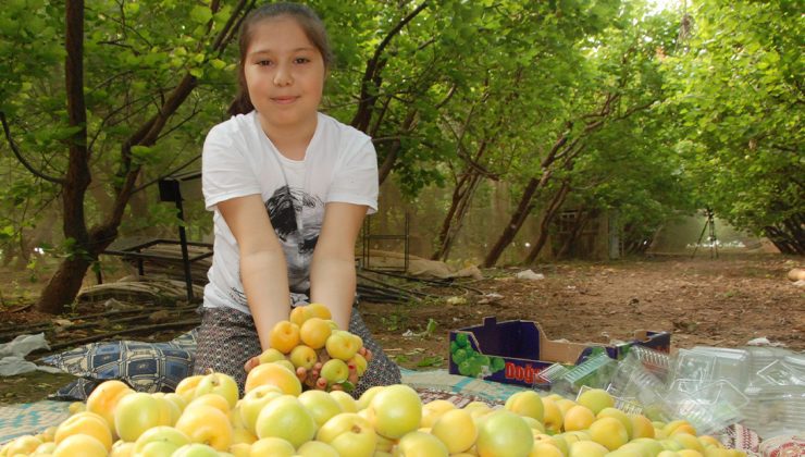 Sezonun Ilk Kayısı Hasadı Yapıldı