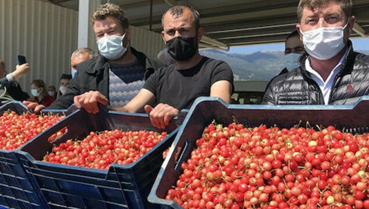 Hasat Edilen Ilk Kirazlar Açık Arttırmayla 500 Tl’den Satıldı